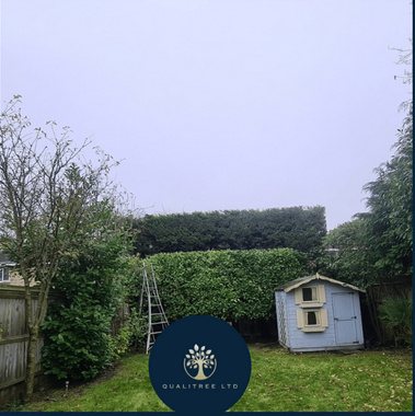 Hedge trimming by Qualitree